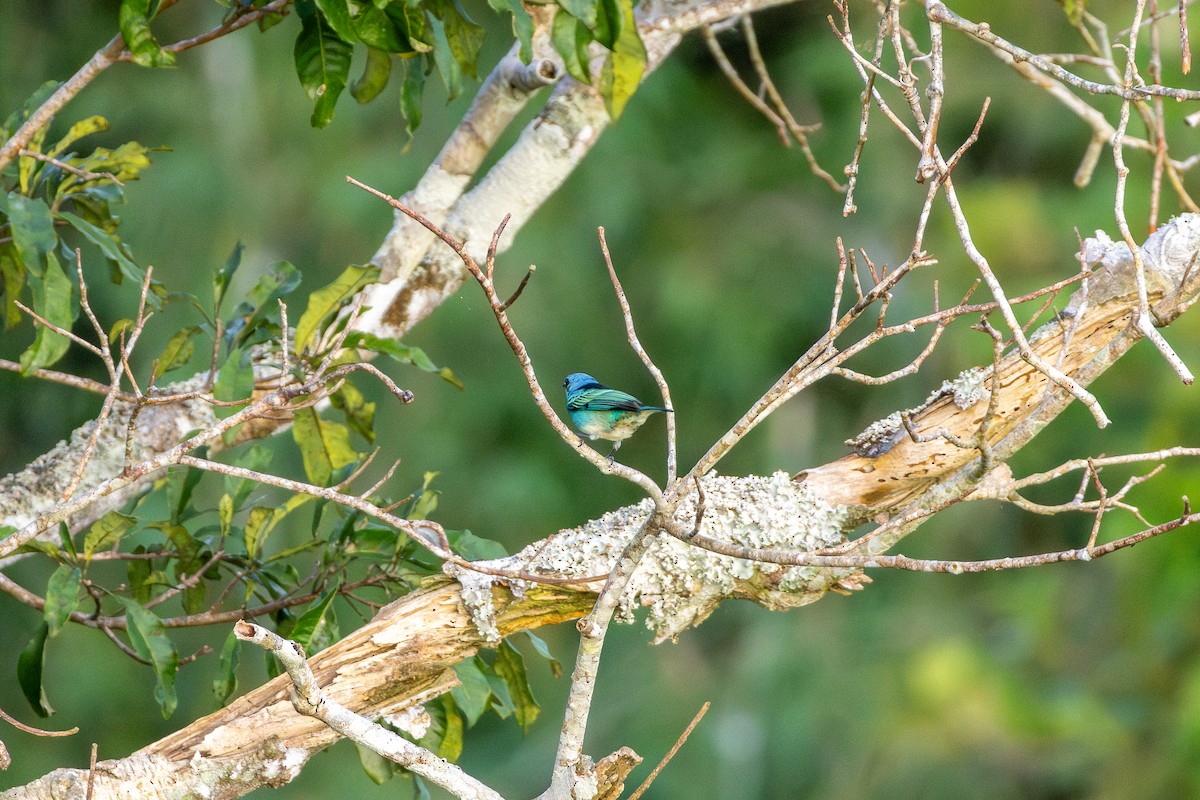 Masked Tanager - ML644731044