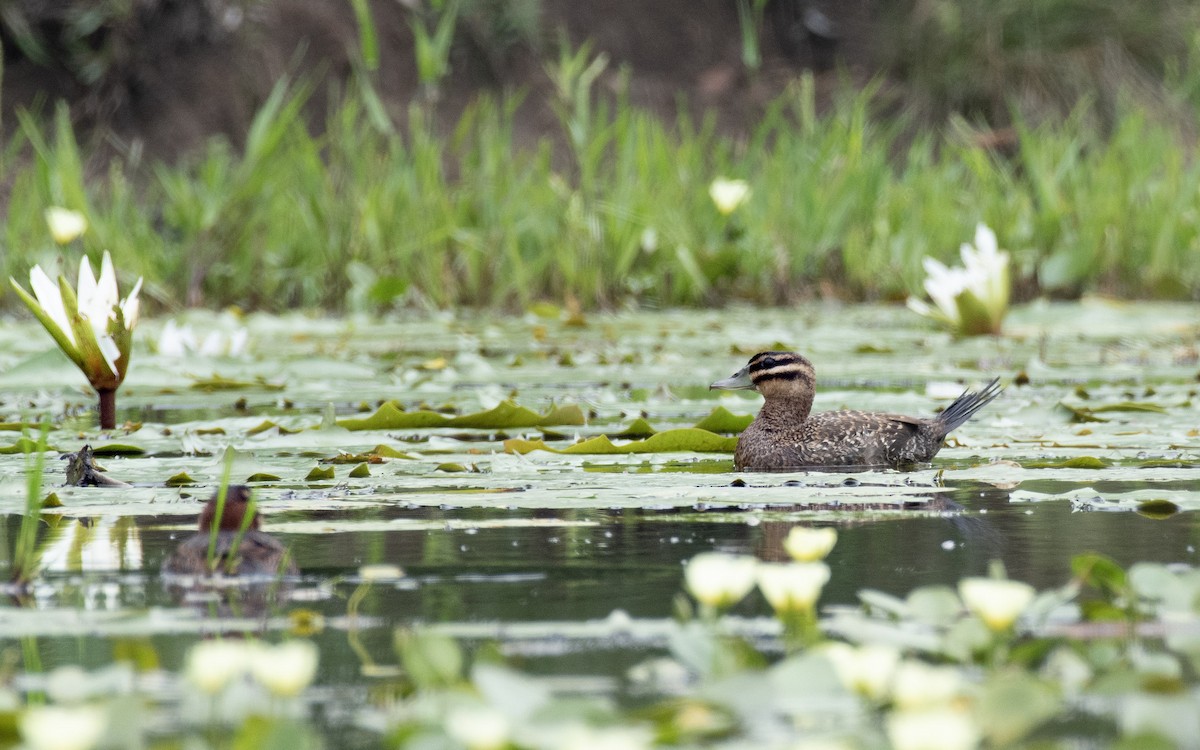 maskeand - ML644731045