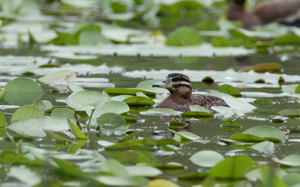 maskeand - ML644731046