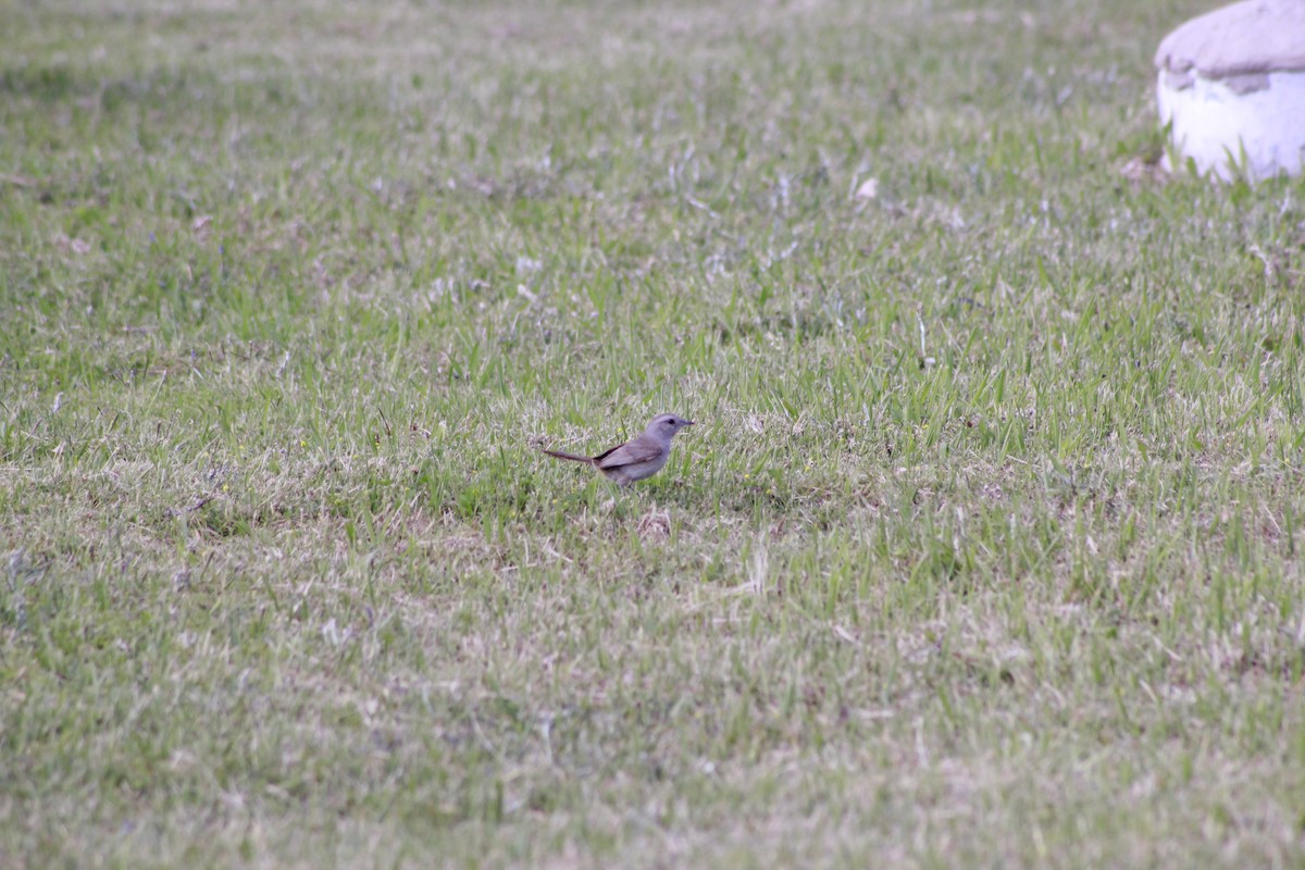 Short-billed Canastero - ML644731047