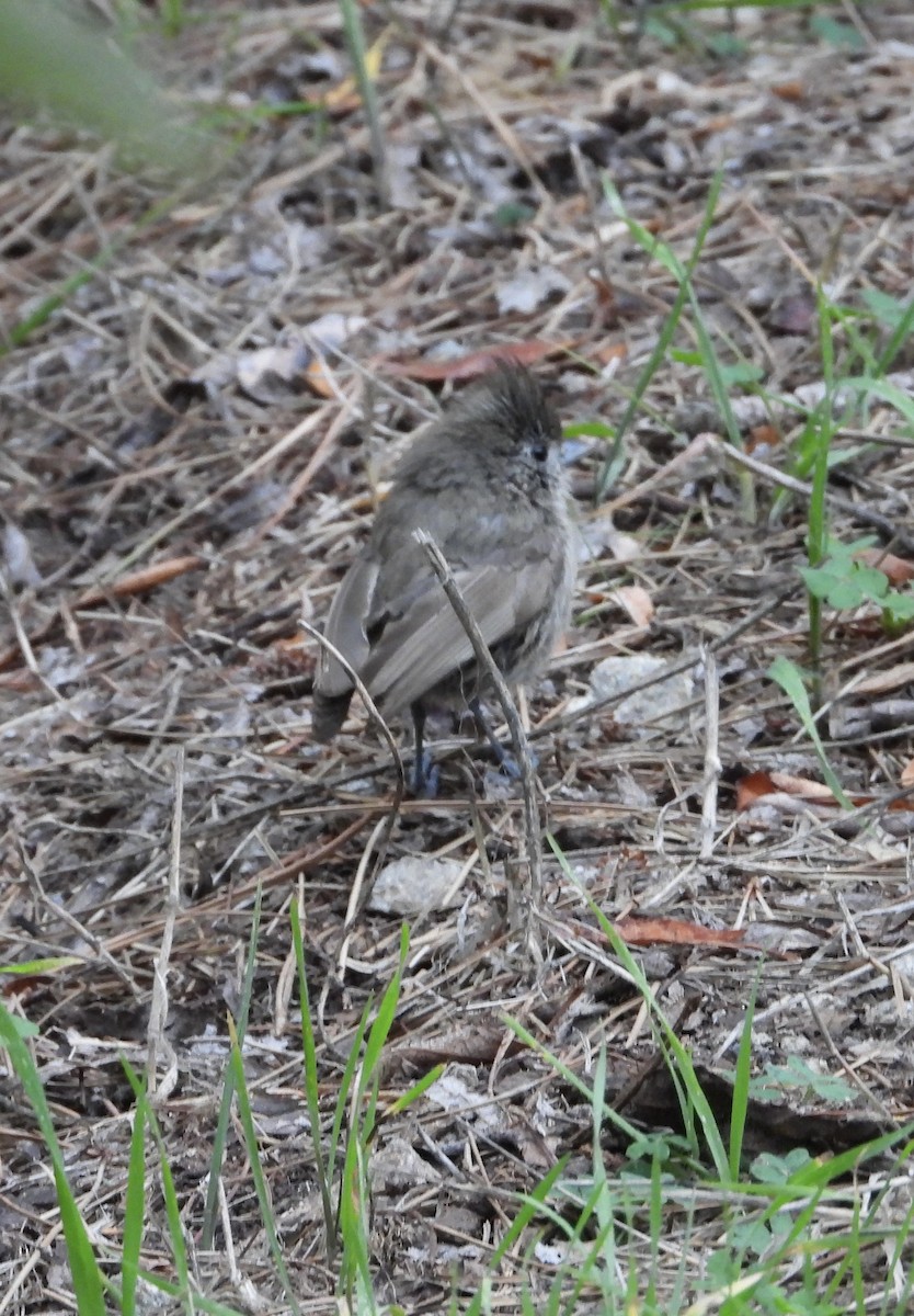Oak Titmouse - ML644731055