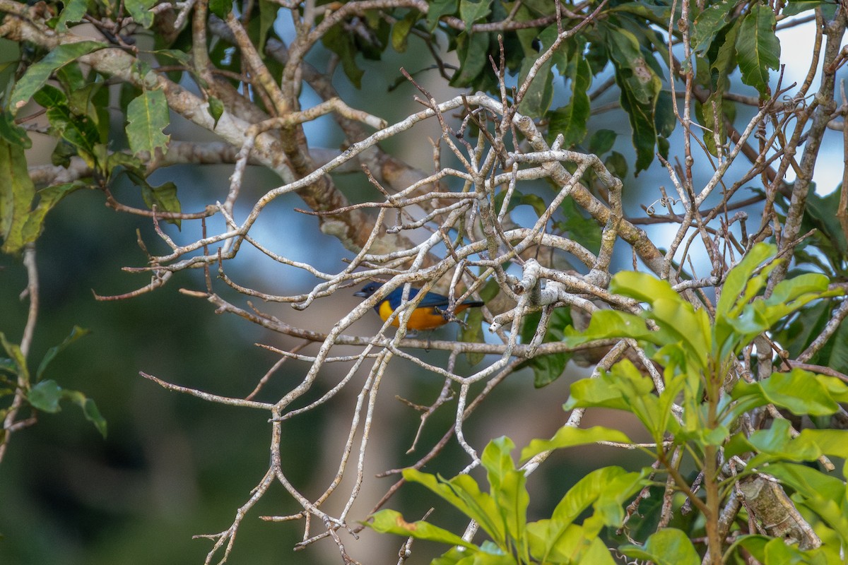 Rufous-bellied Euphonia - ML644731062