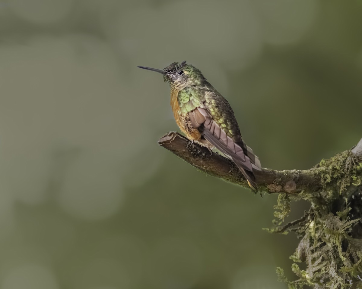 Chestnut-breasted Coronet - ML644731078
