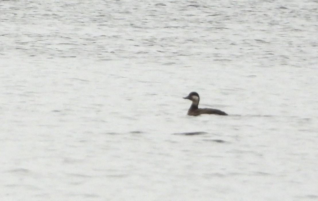 Amerika Kara Ördeği - ML644731087