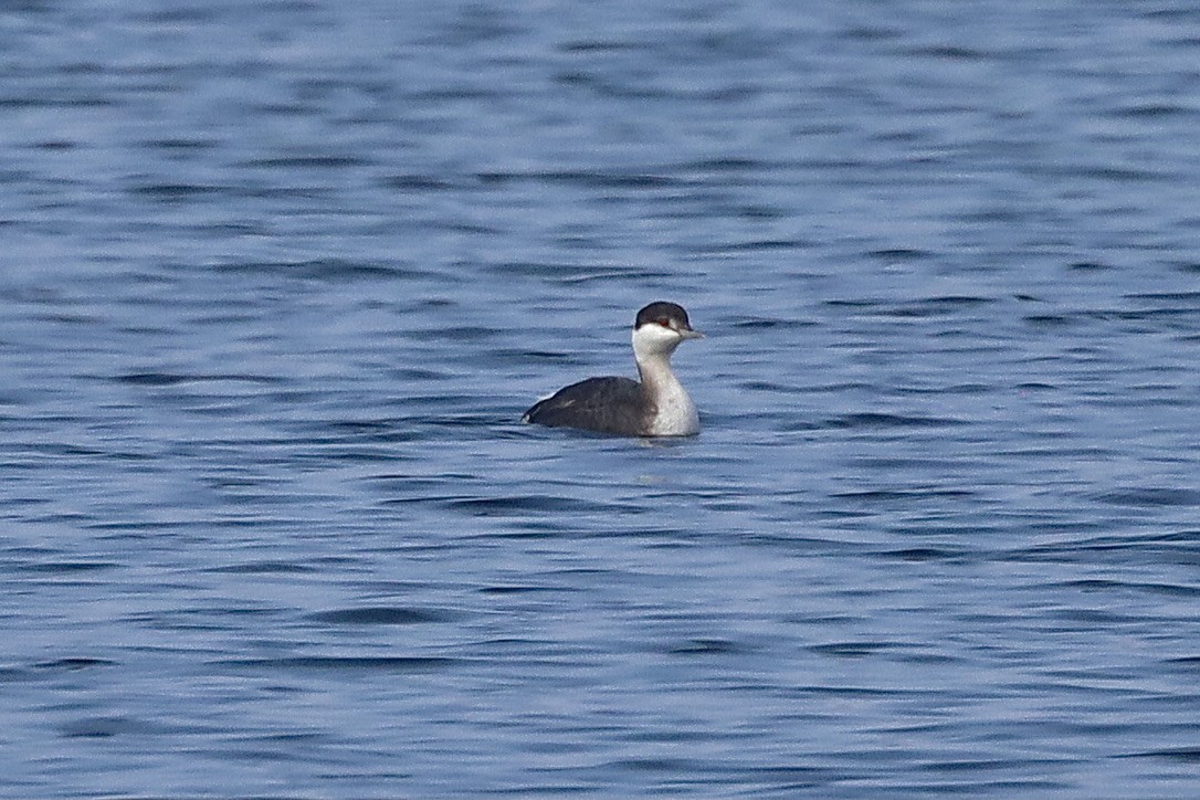 ミミカイツブリ - ML644731088