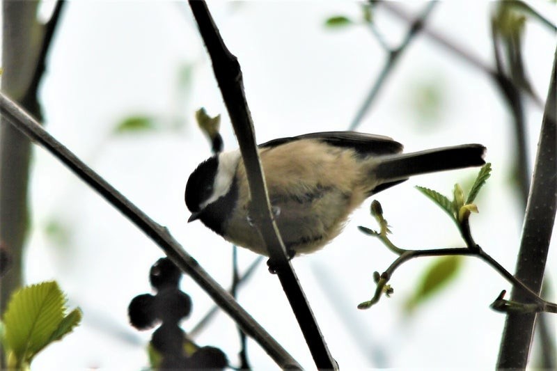 Black-capped Chickadee - ML644731113