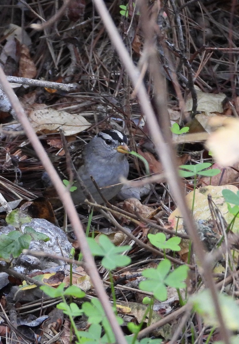 Белобровая овсянка - ML644731116