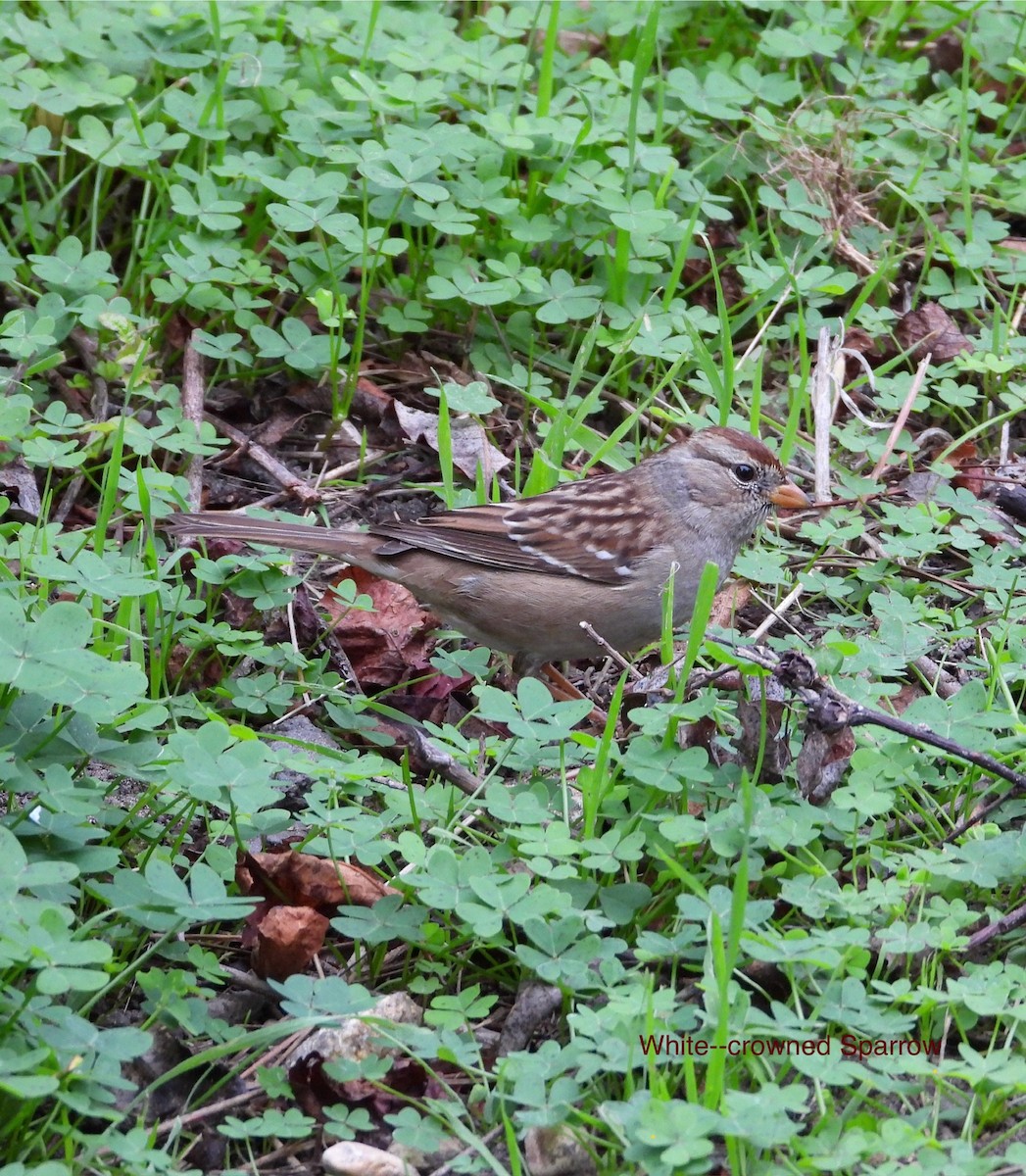 Белобровая овсянка - ML644731117