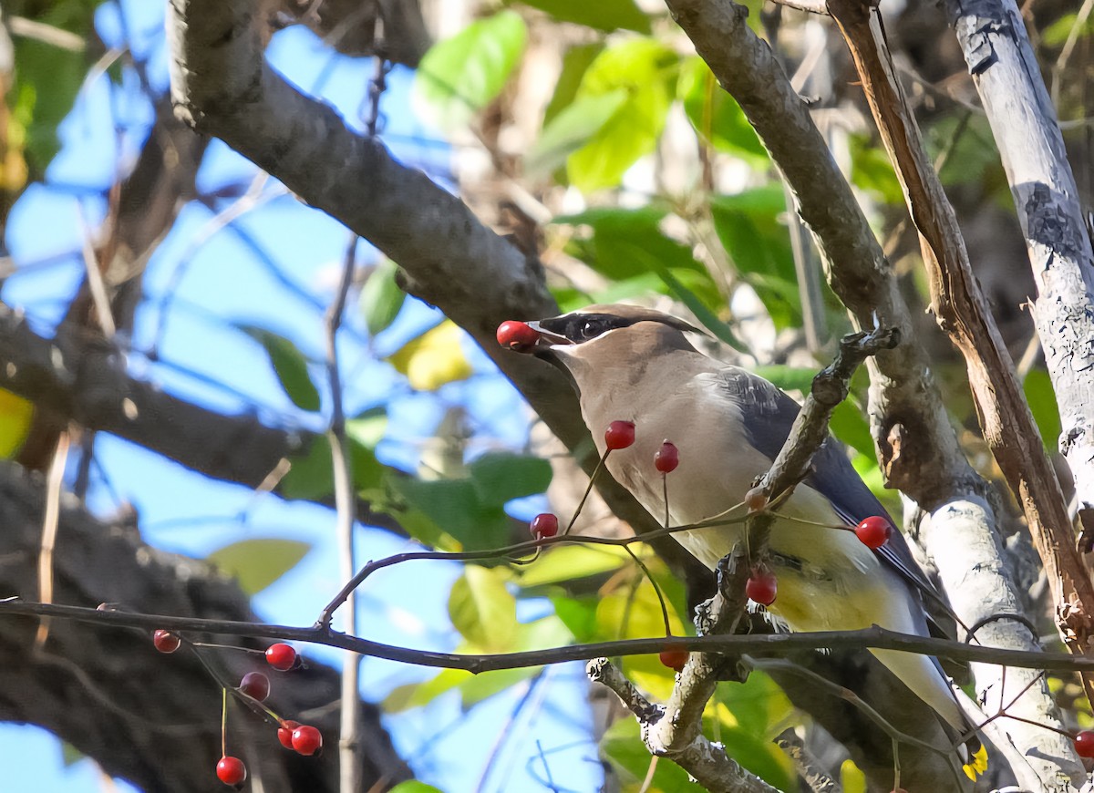 Cedar Waxwing - ML644731119