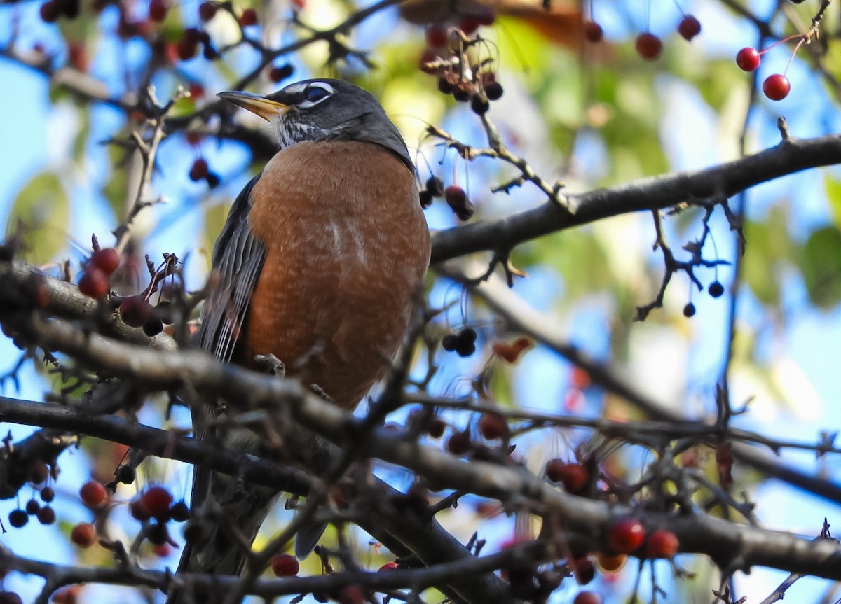 Дрізд мандрівний - ML644731123