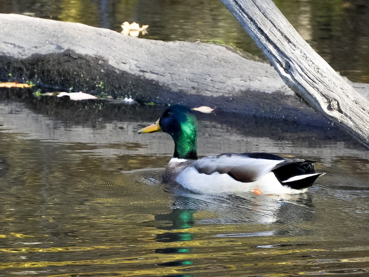 Крижень звичайний - ML644731127