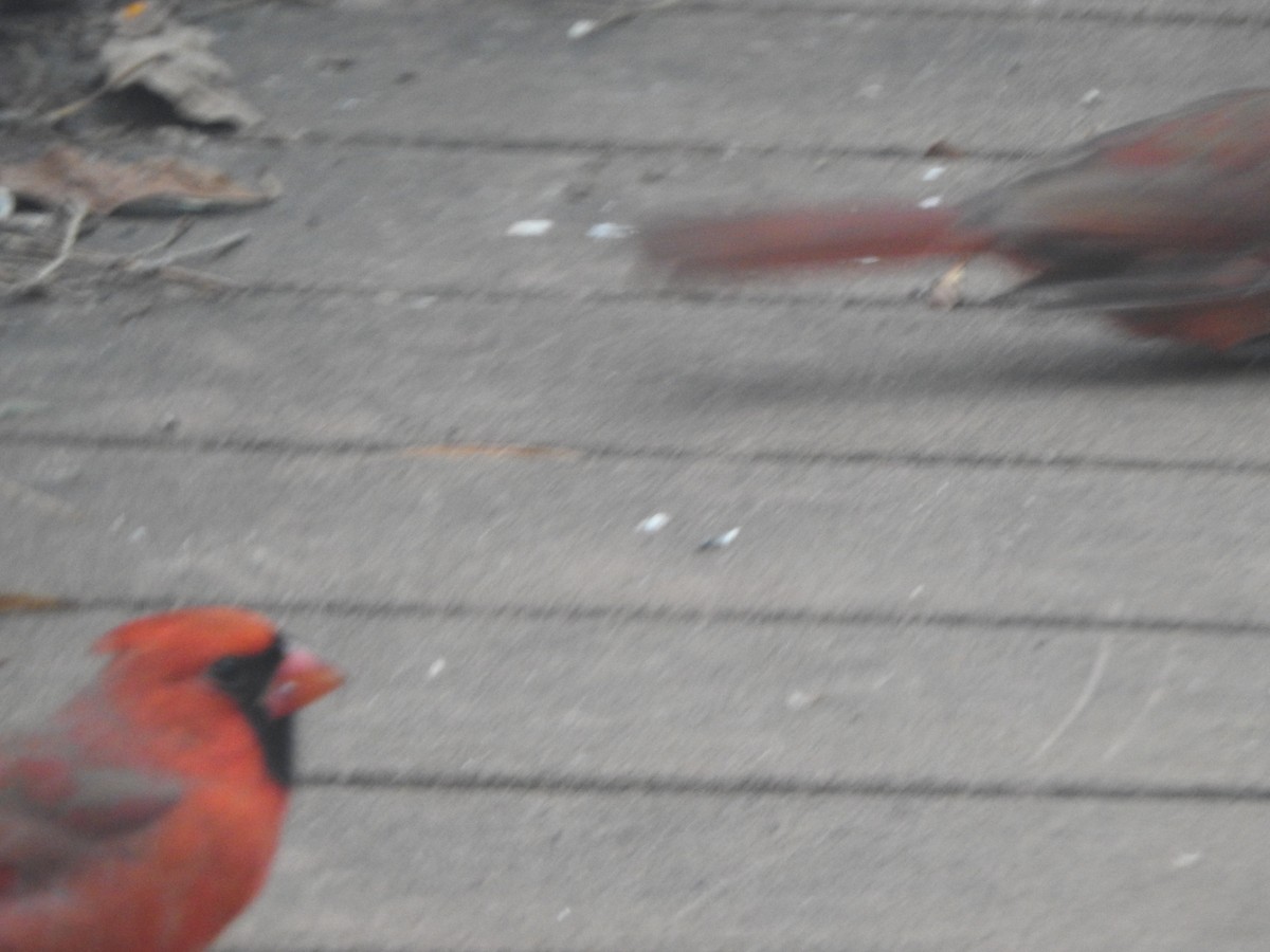 Cardinal rouge - ML644731129