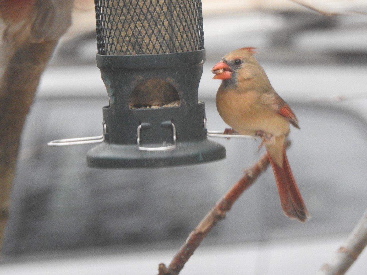 Cardinal rouge - ML644731130