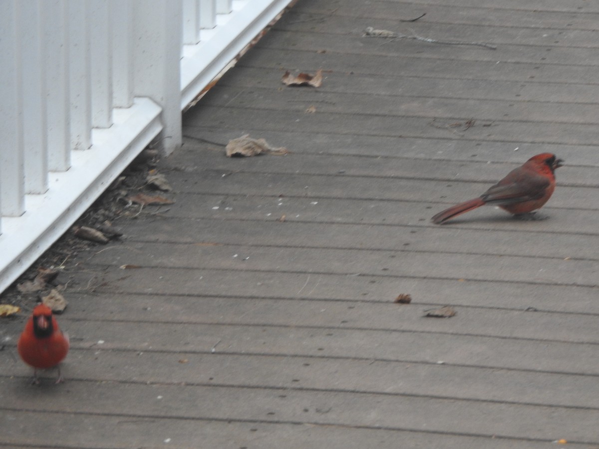 Cardinal rouge - ML644731131