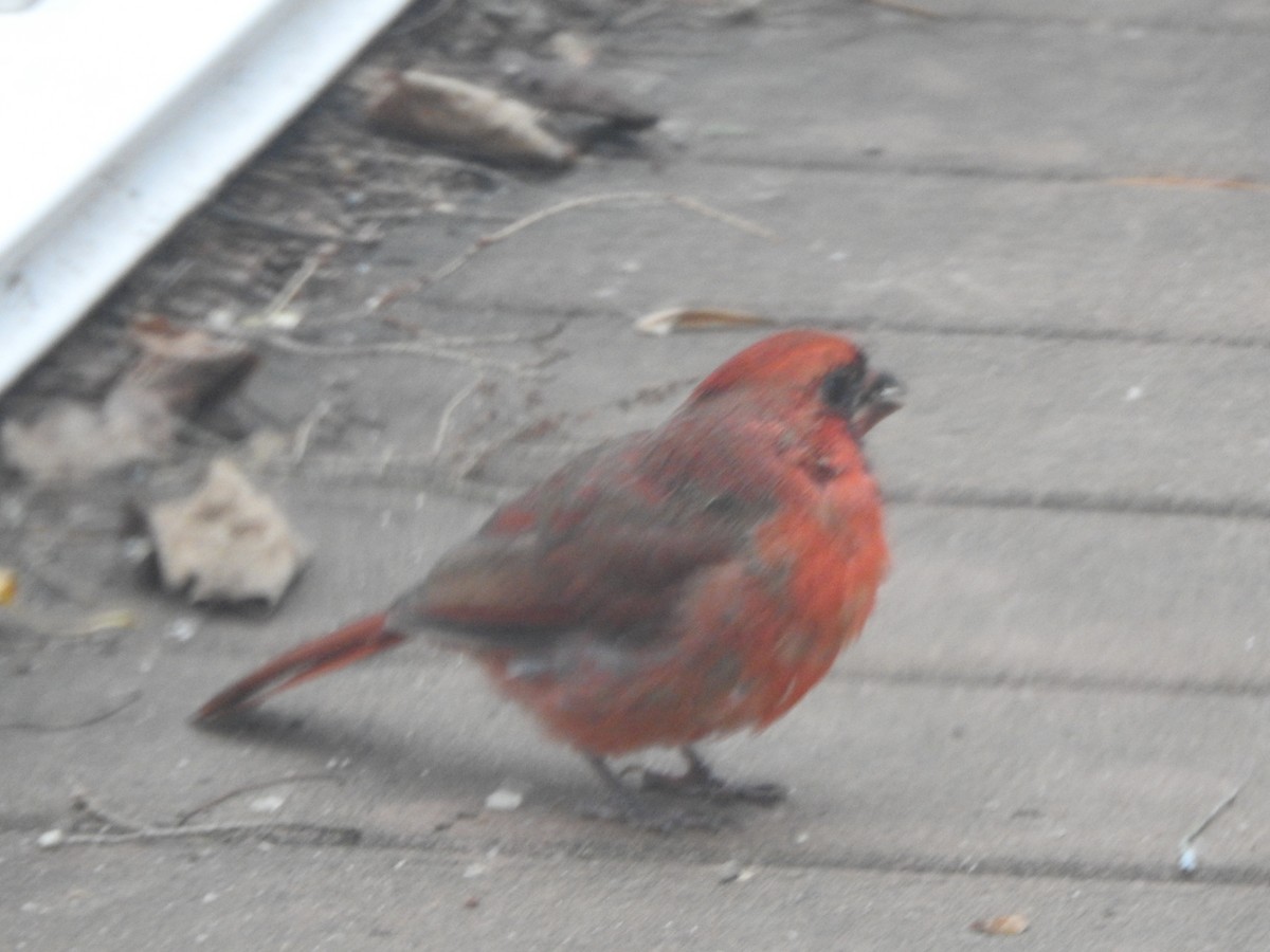 Cardinal rouge - ML644731133