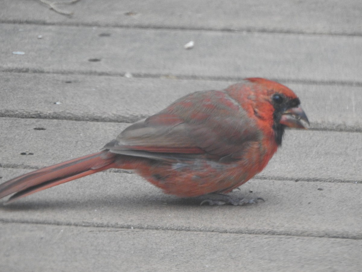 Cardinal rouge - ML644731134