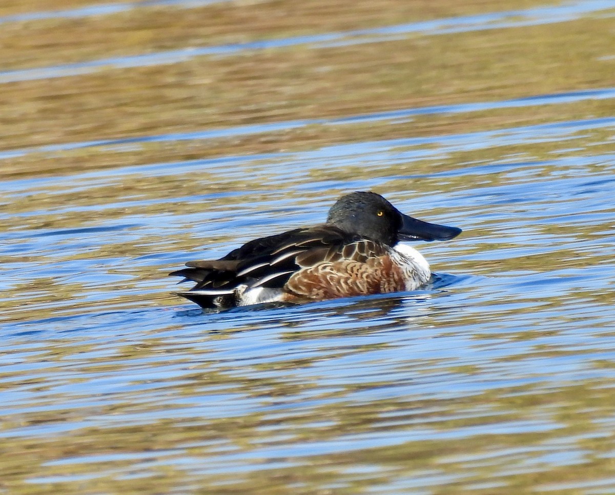 Mestolone - ML644731144