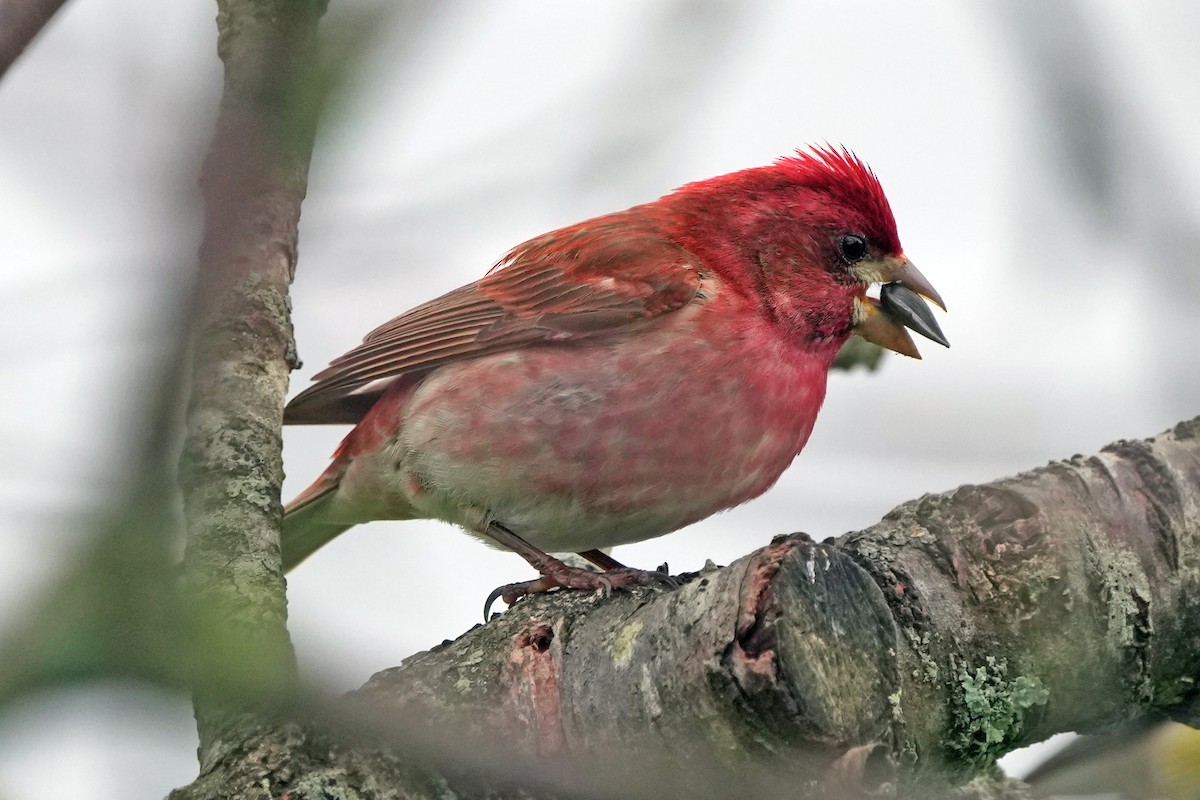 Purple Finch - ML644731151