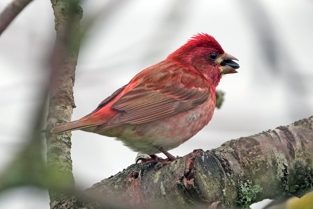 Purple Finch - ML644731152