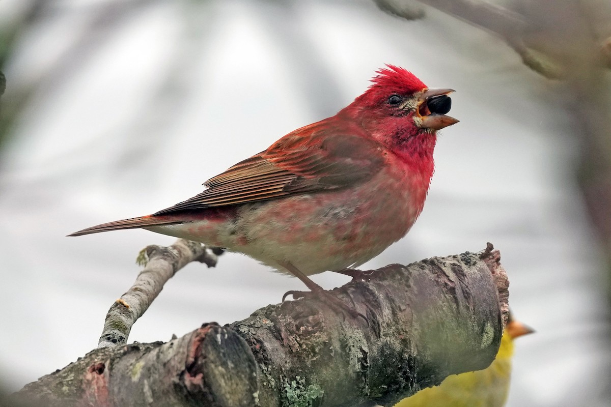 Purple Finch - ML644731153