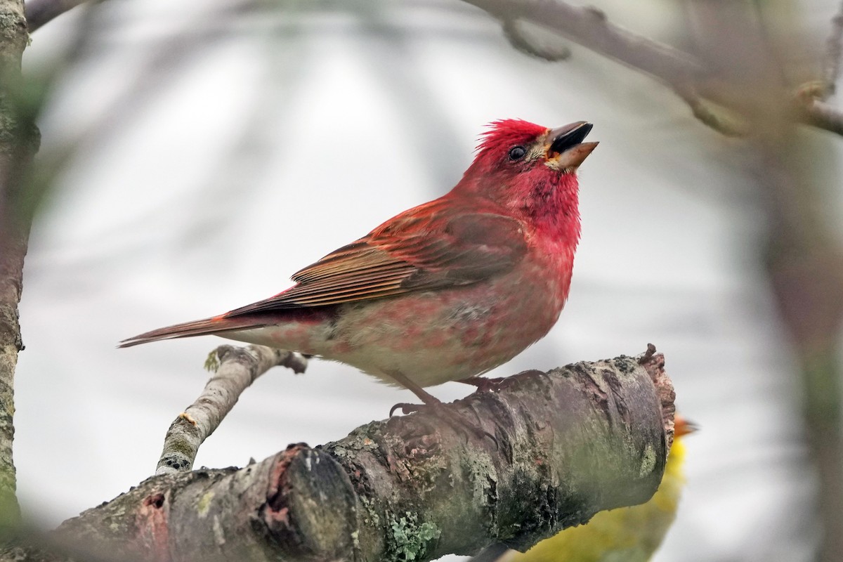 Purple Finch - ML644731154