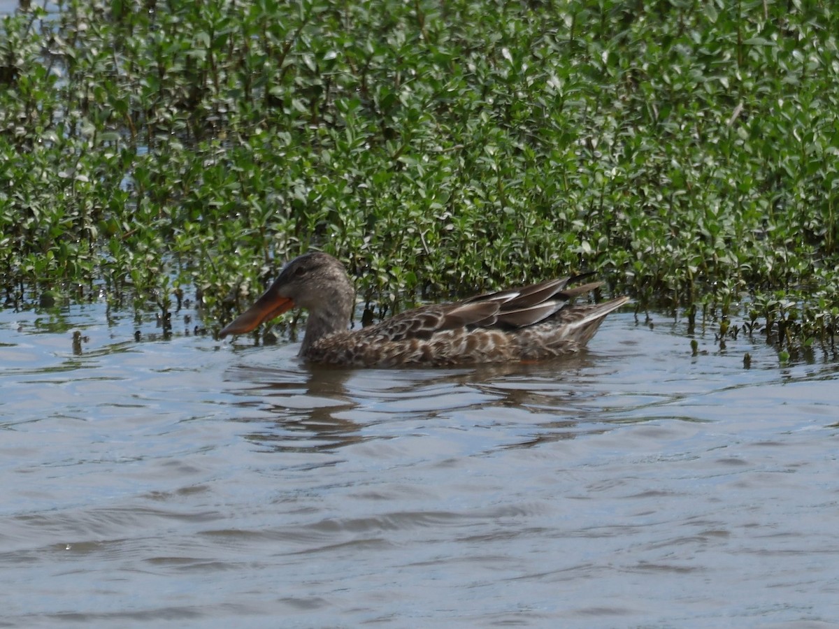 Mestolone - ML644731155