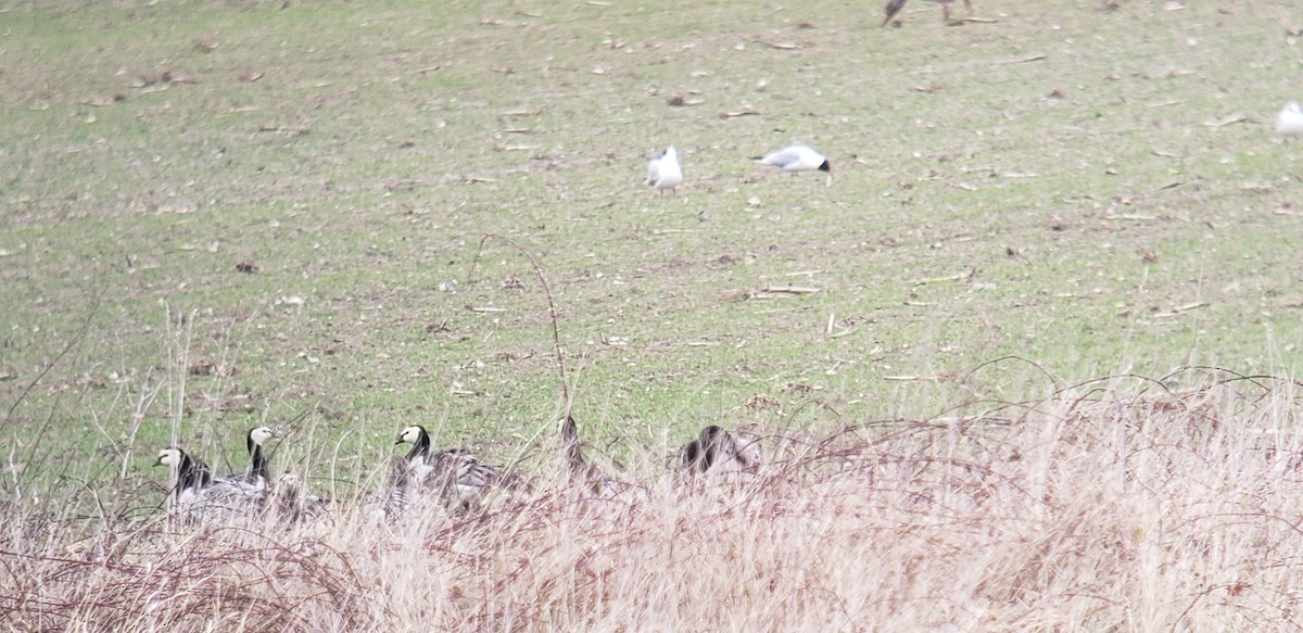 Barnacle Goose - ML644731184