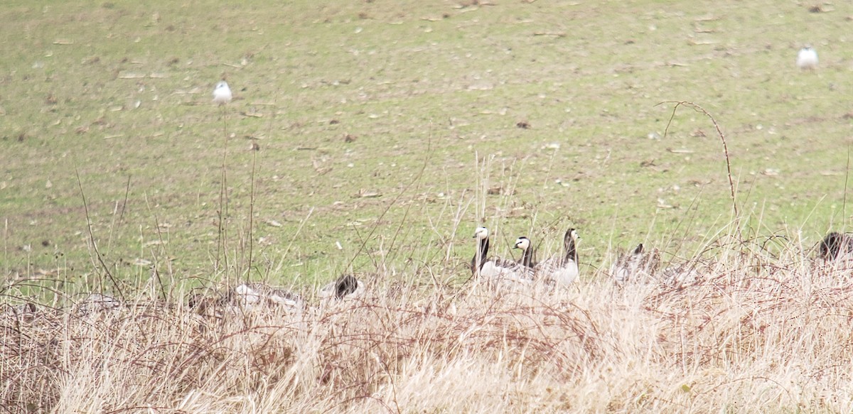 Barnacle Goose - ML644731185