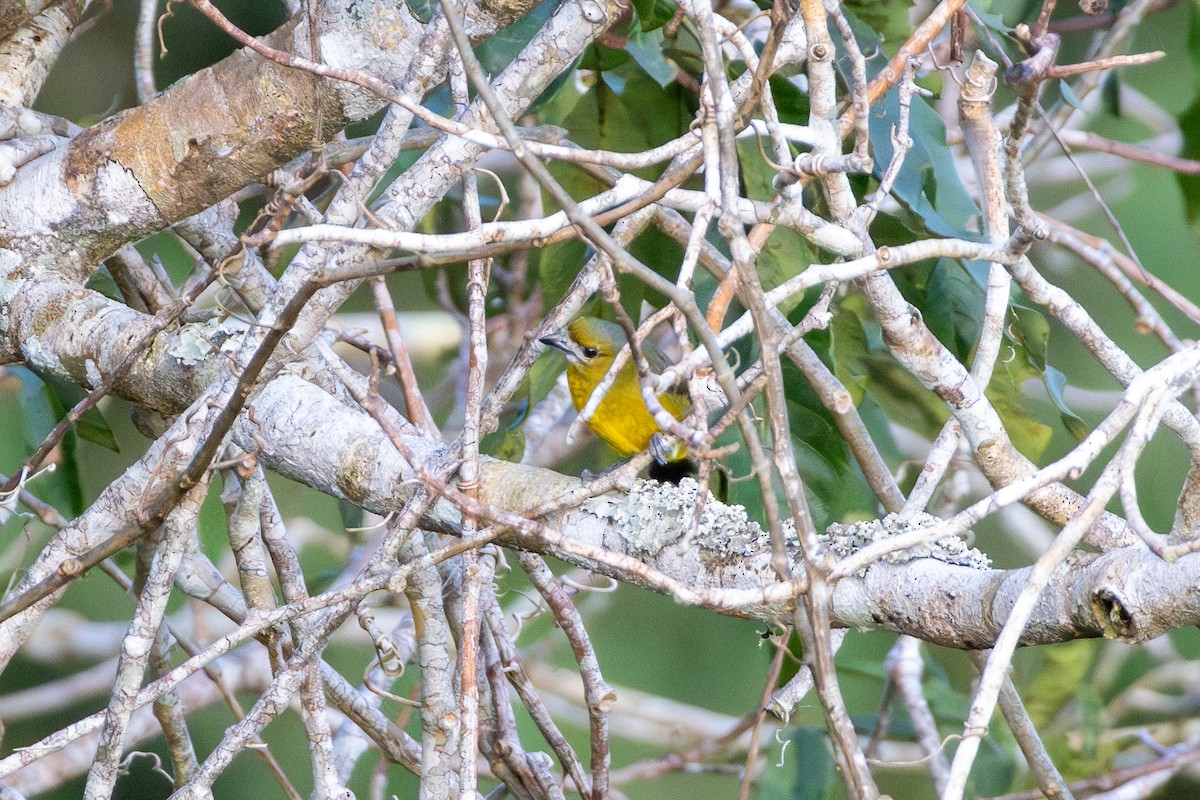 Golden-bellied Euphonia - ML644731194