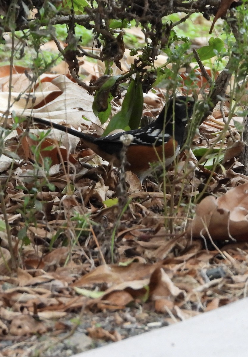Spotted Towhee - ML644731212