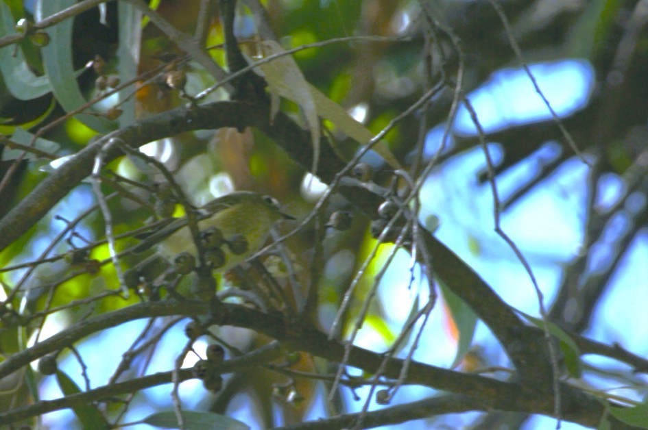 Hammond's Flycatcher - ML644731230