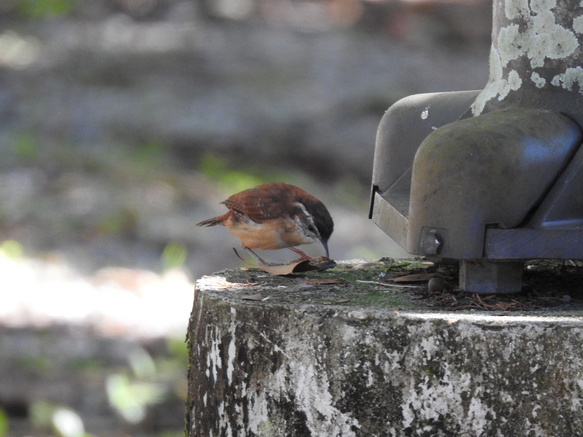 Carolina Wren - ML644731245