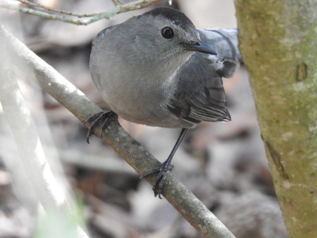 Miaulari grisa - ML644731250