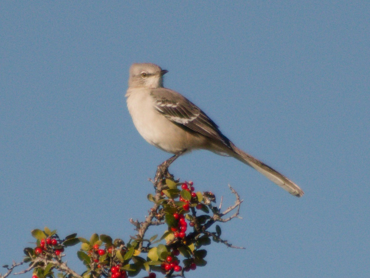 Kuzeyli Taklitçi - ML644731255