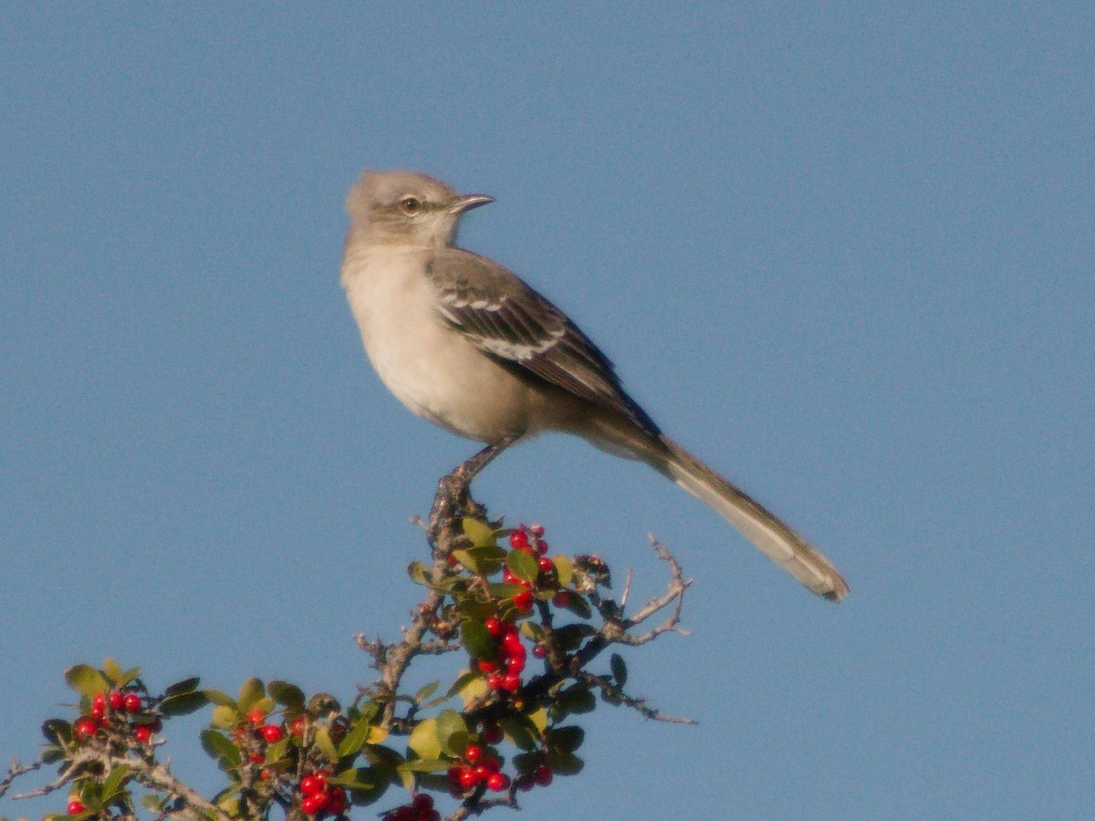 Kuzeyli Taklitçi - ML644731256