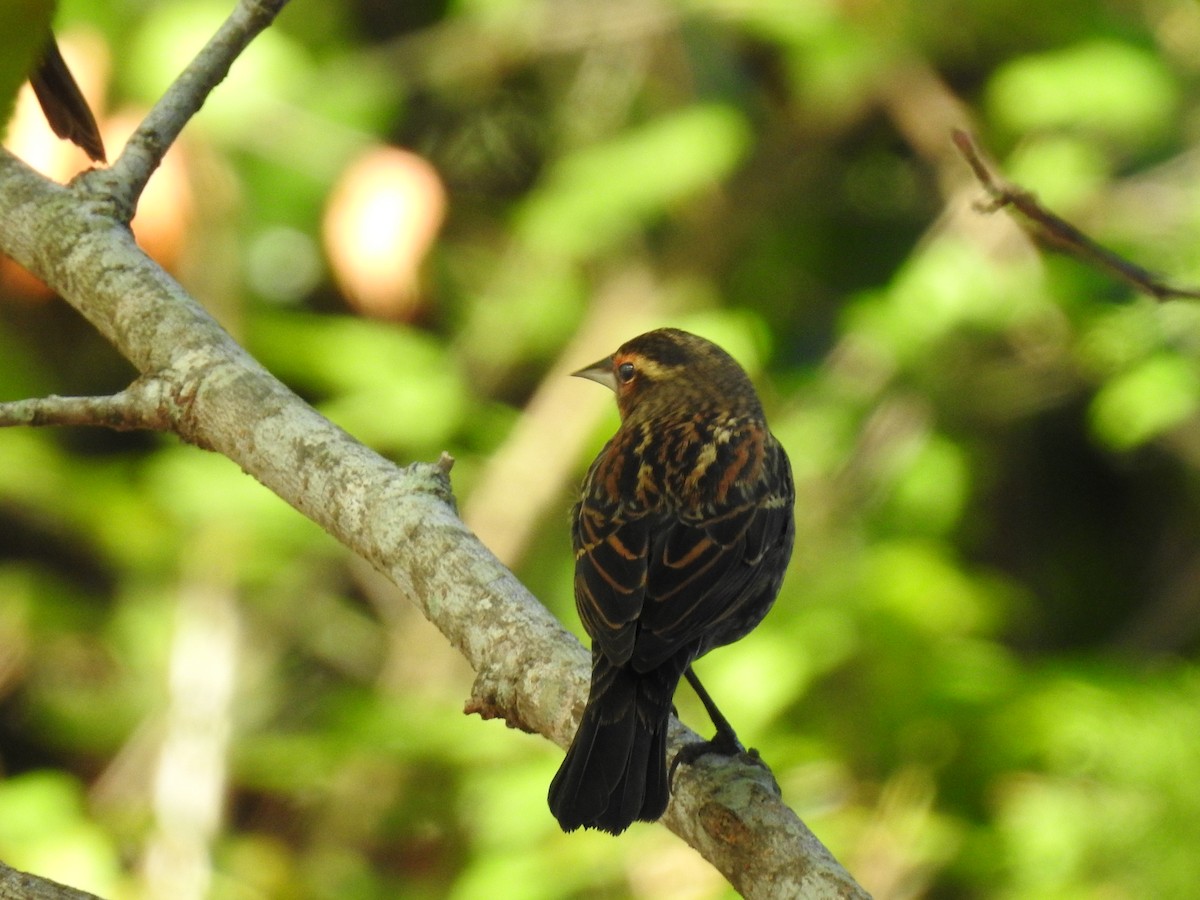 Red-winged Blackbird - ML644731264