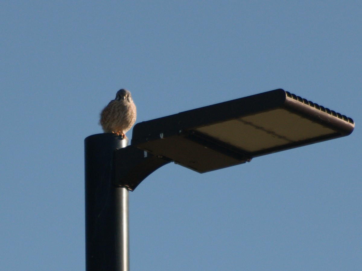בז אמריקני - ML644731268