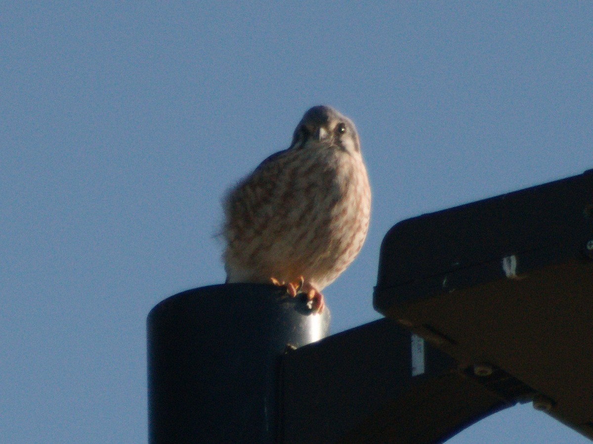 בז אמריקני - ML644731270