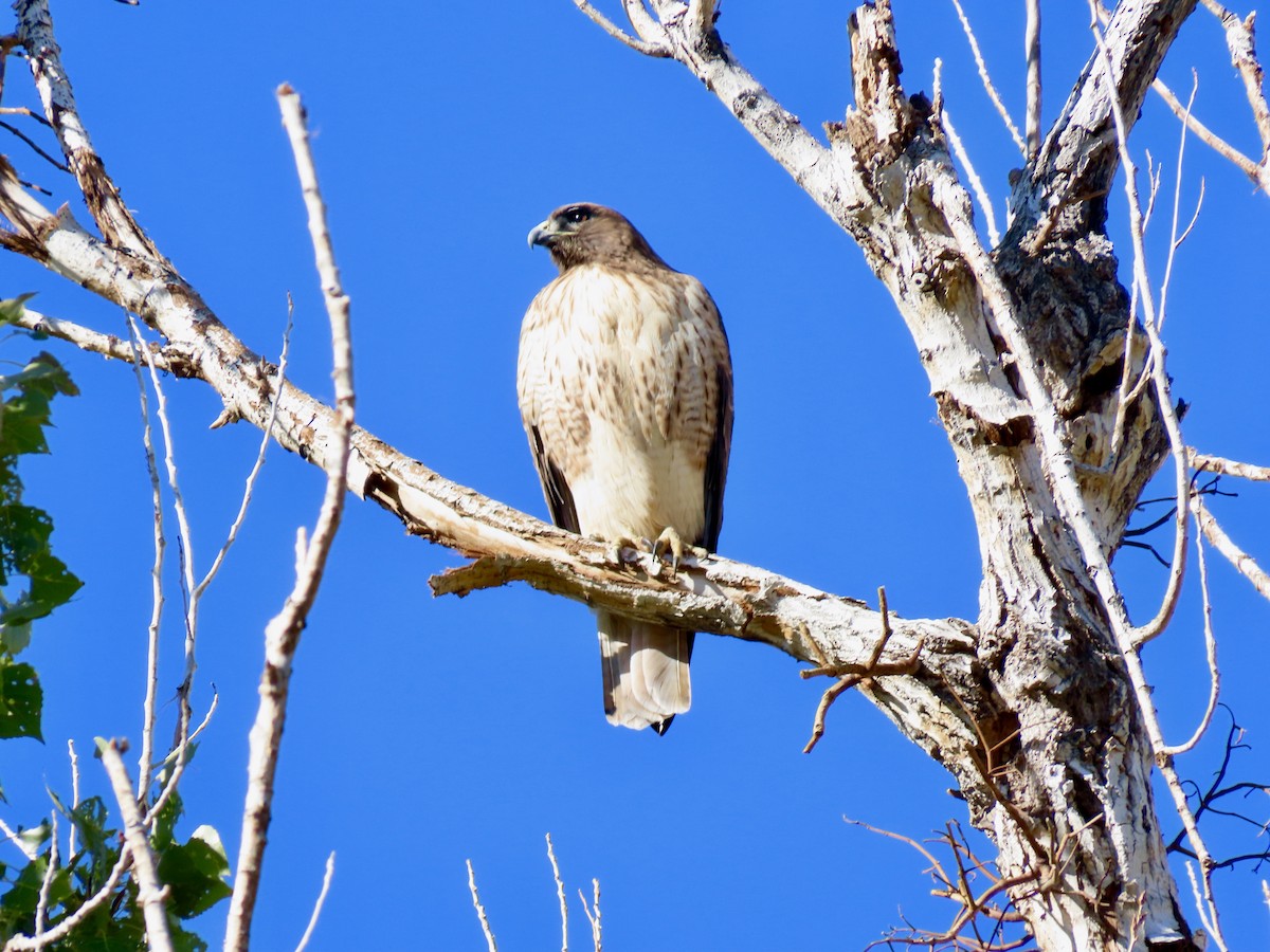 Red-tailed Hawk - ML644731274