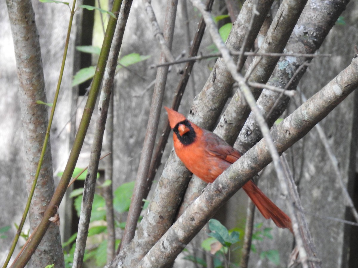 Cardinal rouge - ML644731276