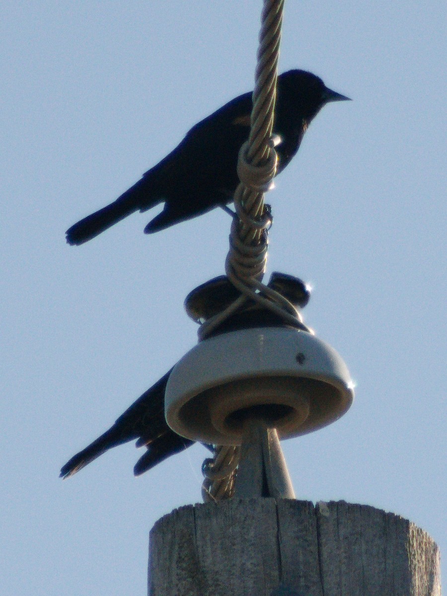 Red-winged Blackbird - ML644731277