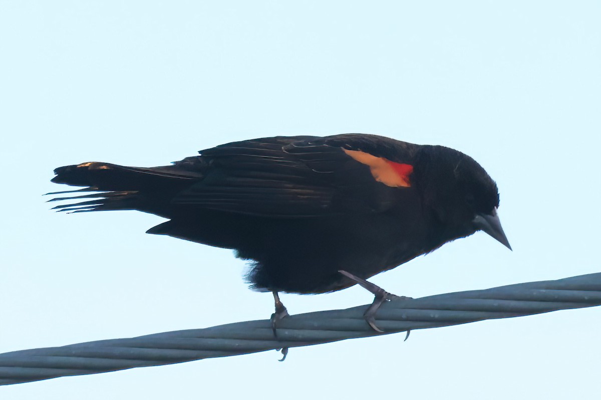 Red-winged Blackbird - ML644731278