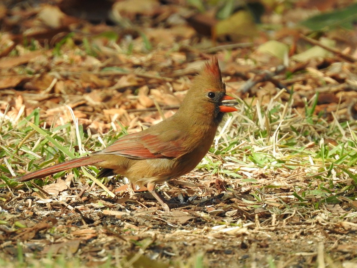 Cardinal rouge - ML644731279