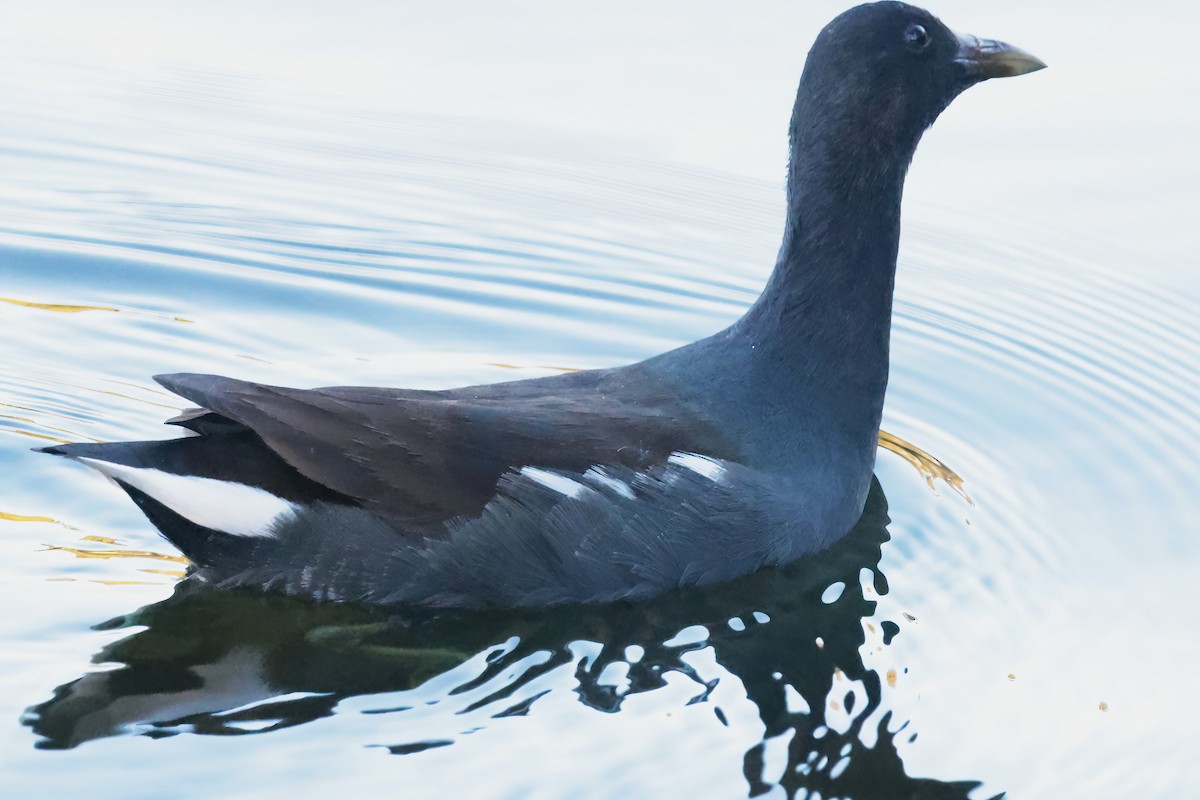 アメリカバン - ML644731292