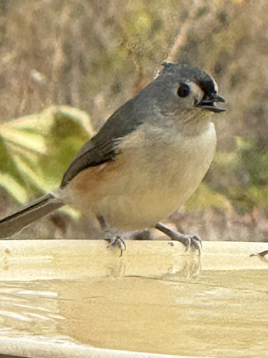 Tufted Titmouse - ML644731303