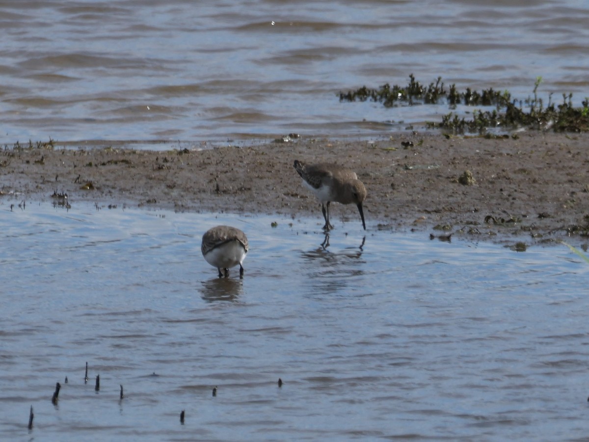 Piovanello pancianera - ML644731305