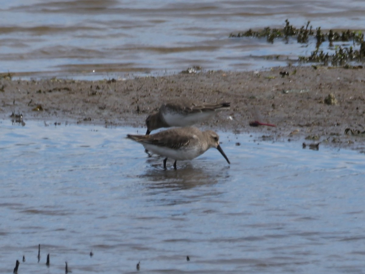 Piovanello pancianera - ML644731306