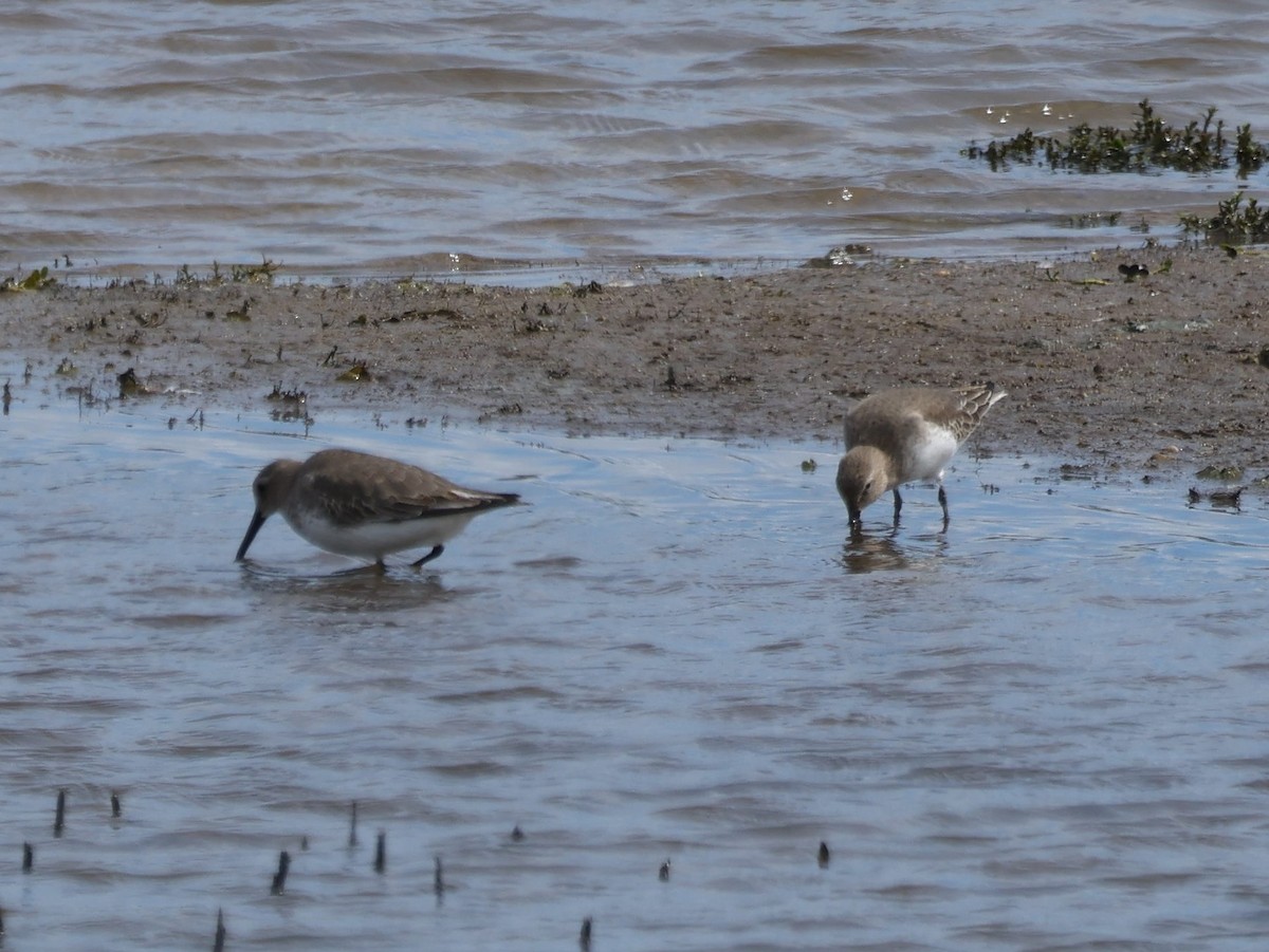 Piovanello pancianera - ML644731309