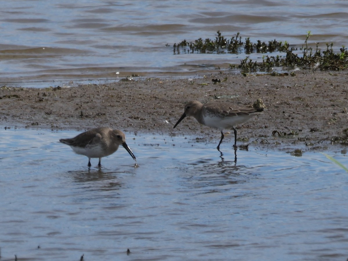 Piovanello pancianera - ML644731310