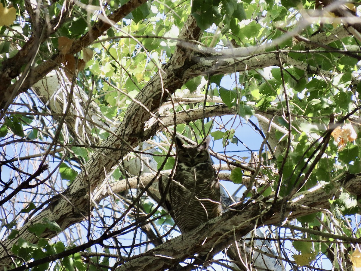 Great Horned Owl - ML644731330